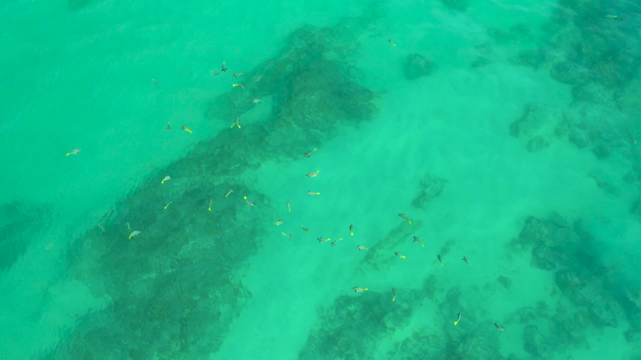 Small fish over turquoise shallow water and dark submerged patches.