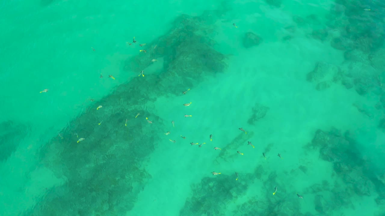 A later moment shows the fish spread wider over Shipwrecks Beach shallows, with a broad dark patch under the turquoise surface and no visible people.