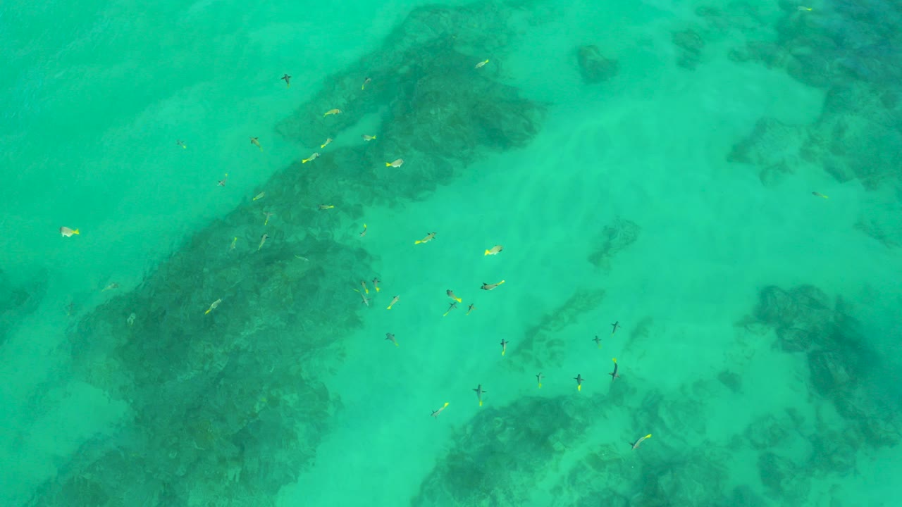 Overhead view of green water at Shipwrecks Beach with dark submerged reef patches, scattered small fish near the surface, and no visible people.