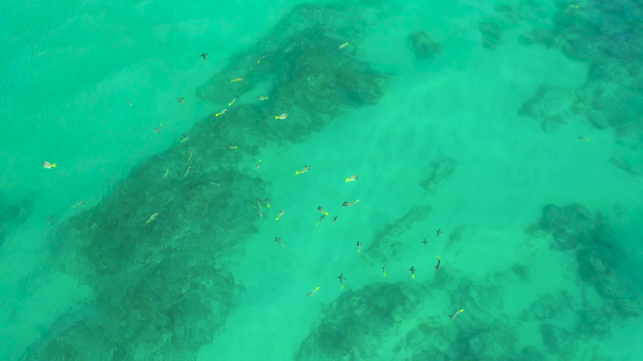 Aerial frame over turquoise-green water at Shipwrecks Beach, where darker reef shapes sit below scattered fish and no visible people appear.