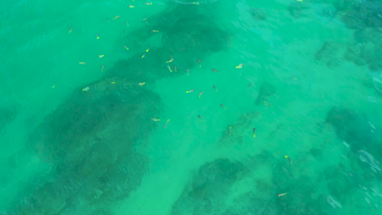 Green shallow water at Shipwrecks Beach contains broad dark submerged patches and small bright fish near the upper center, with no visible people.