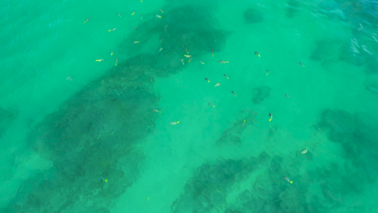 Shallow turquoise water with fish and large dark underwater forms.