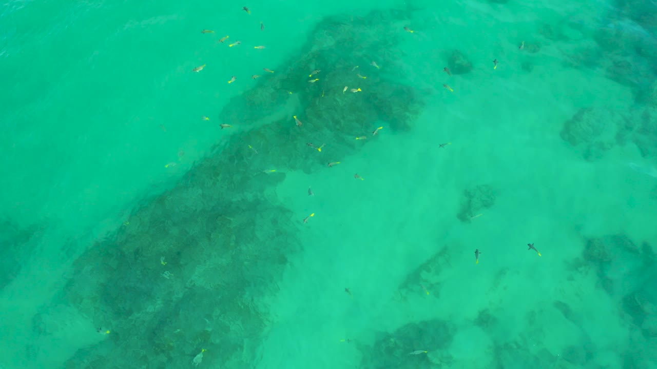 Overhead water view with fish and large dark patch.
