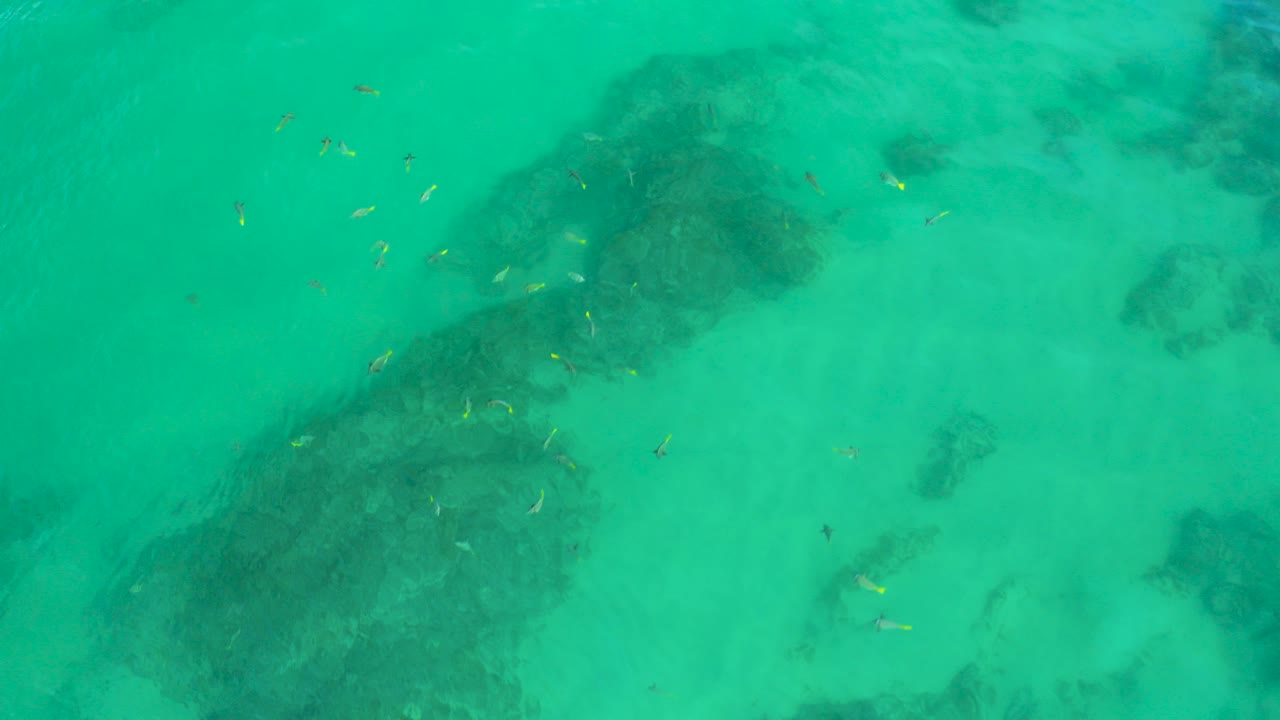Overhead view of green clear water at Shipwrecks Beach, Baja California Sur, with dark submerged reef patches and tiny fish near the upper left, no visible people.