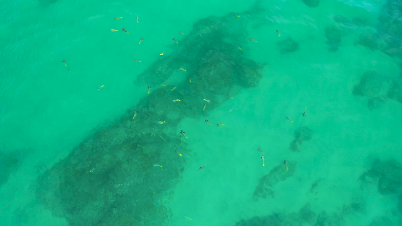 Overhead green ocean water with dark reef patches and small fish