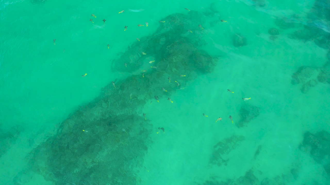 Small fish appear across shallow green water at Shipwrecks Beach, with darker submerged reef forms spread through the lower and side areas, and no visible people.