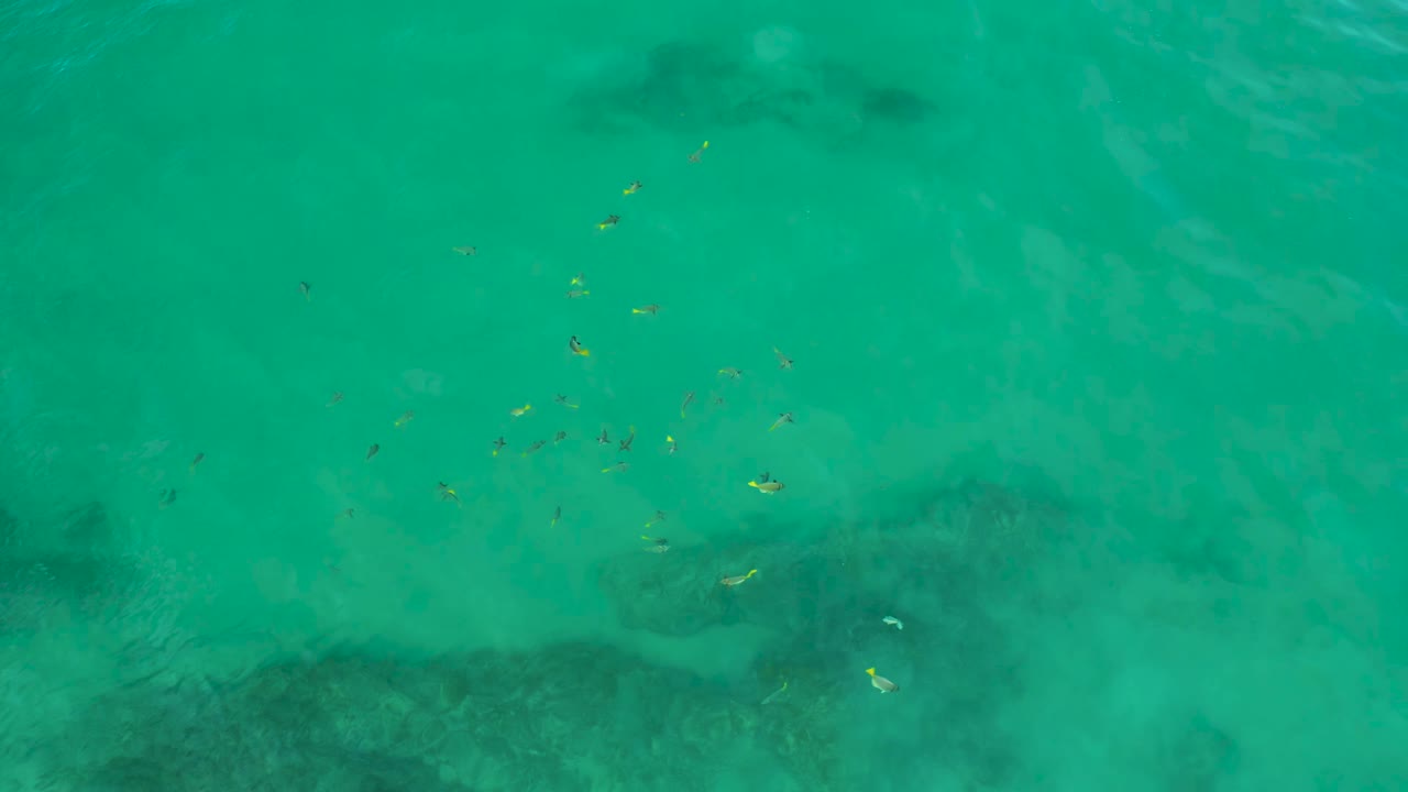 Turquoise ocean water with small fish above dark submerged rocks.