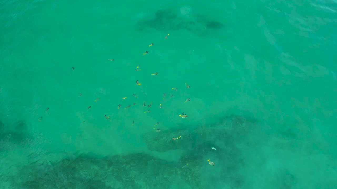 Small fish cluster in the upper part of the blue-green water while darker seafloor patches sit below the surface at Shipwrecks Beach, with no visible people.