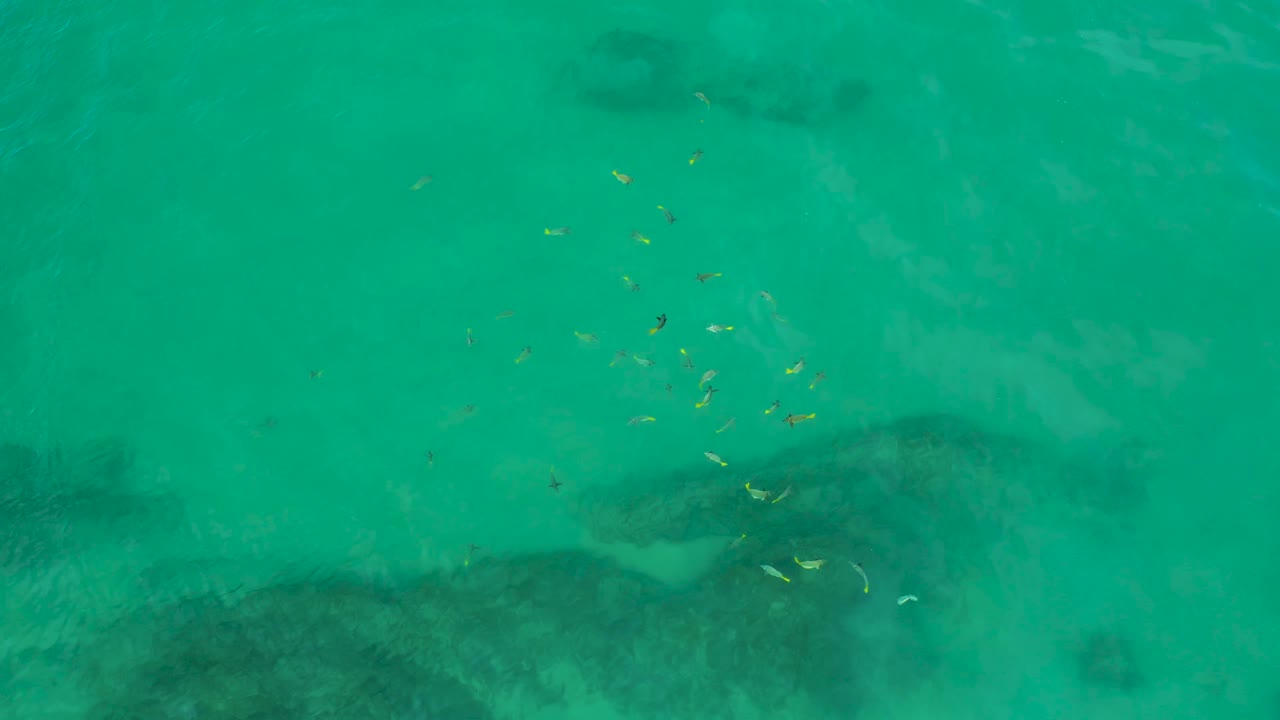Small fish cluster in clear blue-green water at Shipwrecks Beach, Baja California Sur, above broad dark rock shadows with no visible people.