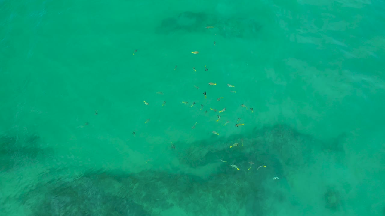 Fish scatter across turquoise water at Shipwrecks Beach, Baja California Sur, with dark underwater rocks visible through the water and no visible people.