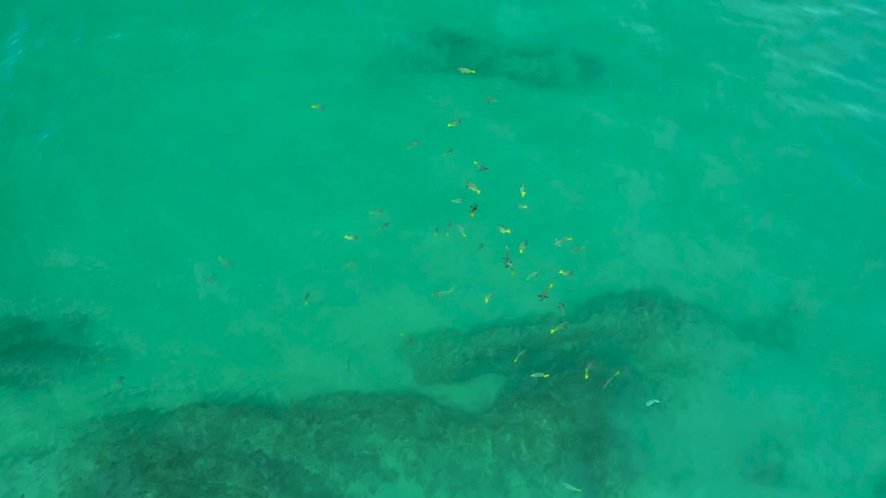 Clear shallow water at Shipwrecks Beach, Baja California Sur, with a loose fish group above dark seafloor forms and no visible people.