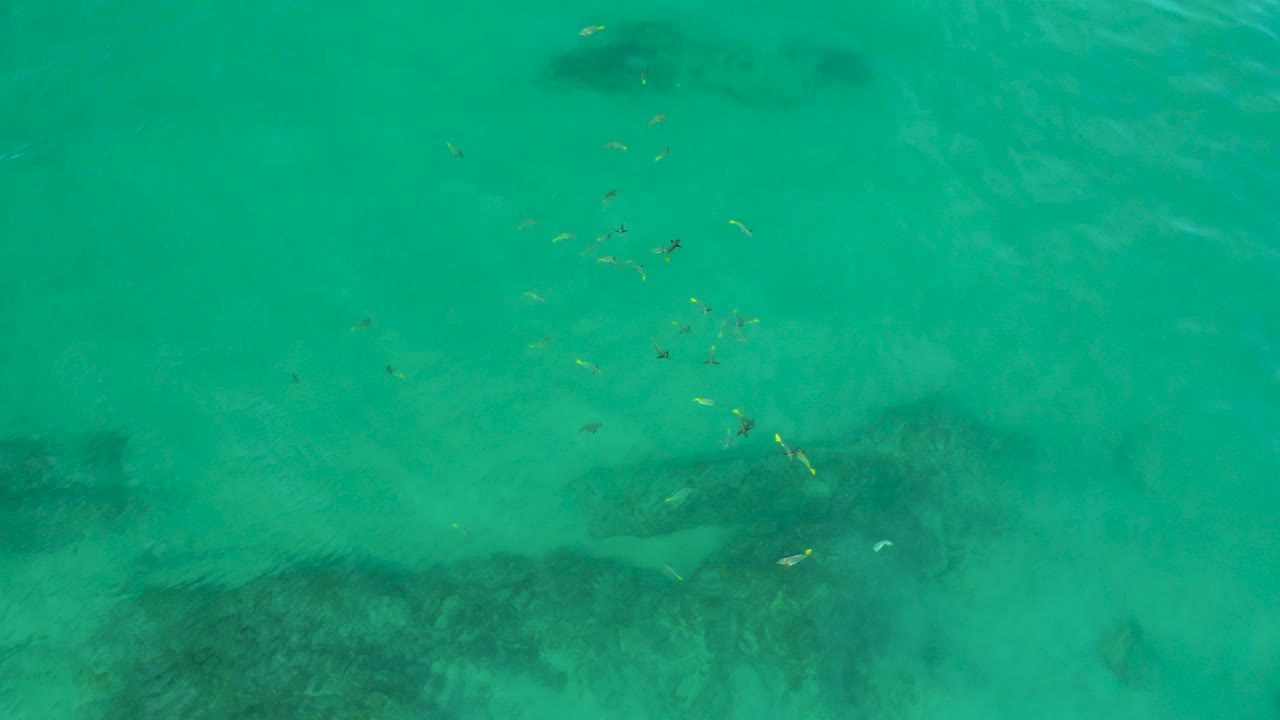 At Shipwrecks Beach in Baja California Sur, small yellow and white fish cluster near the surface above darker underwater rock or reef shapes, with no visible people.