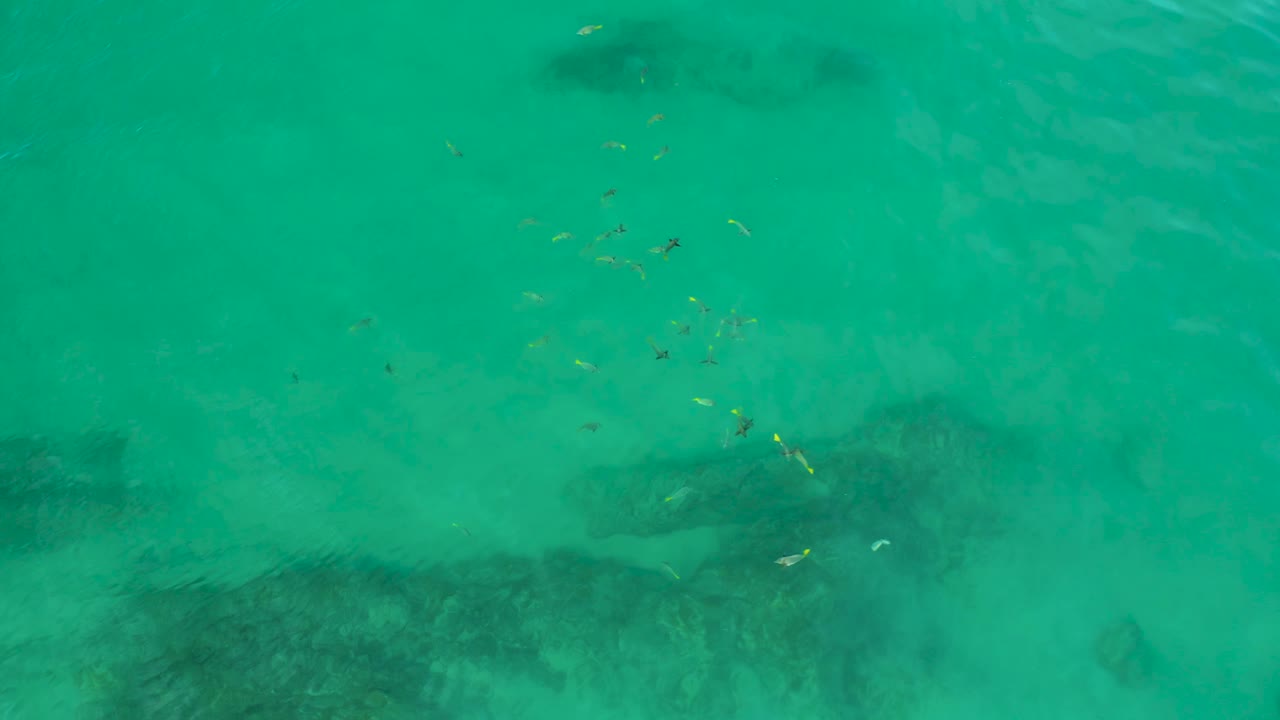 Small yellow and pale fish scatter across transparent turquoise water at Shipwrecks Beach, with hazy darker seabed patches below and no visible people.