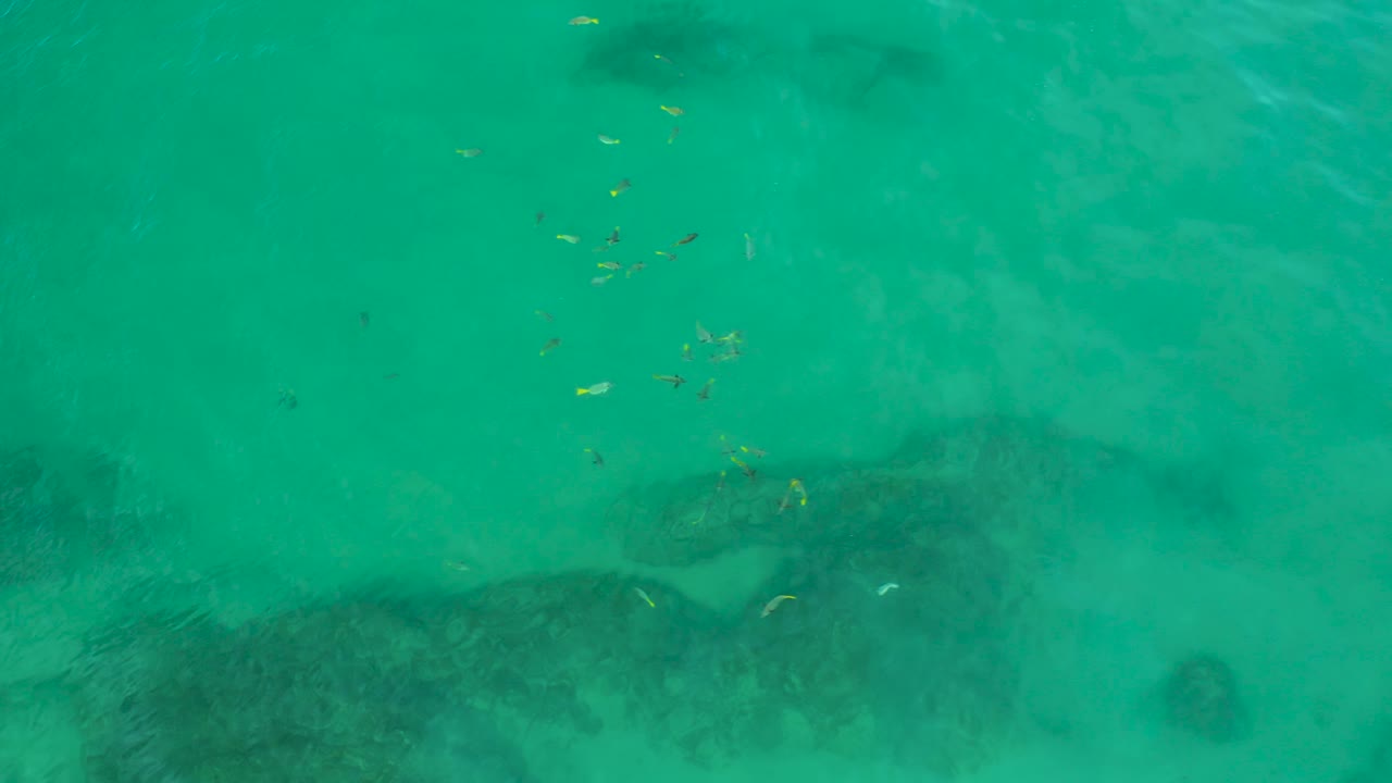 A loose group of yellow and white fish appears near the upper part of the frame over clear green water and soft underwater shadows at Shipwrecks Beach, with no visible people.