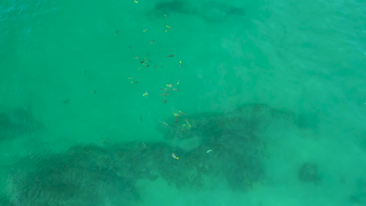 Small yellow fish and a few pale fish swim above green ocean water where darker reef or rock forms stretch across the lower frame at Shipwrecks Beach, with no visible people.