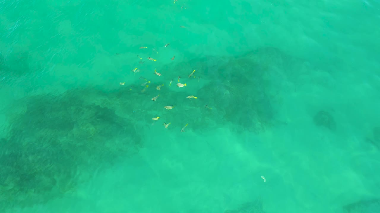A top-down frame at Shipwrecks Beach shows small yellow fish scattered above a darker reef patch in clear turquoise water, with no shoreline and no visible people.