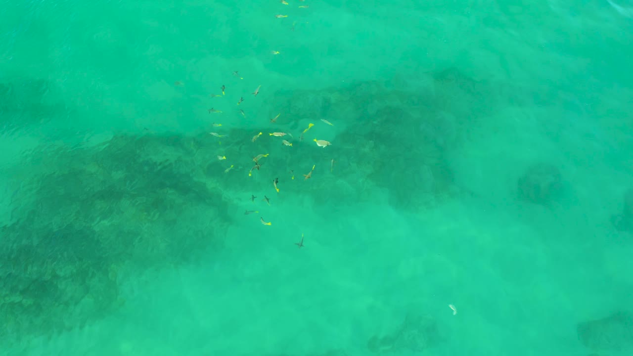 The overhead view continues over Shipwrecks Beach water, with scattered fish left of center, darker reef areas across the lower frame, and no visible people.