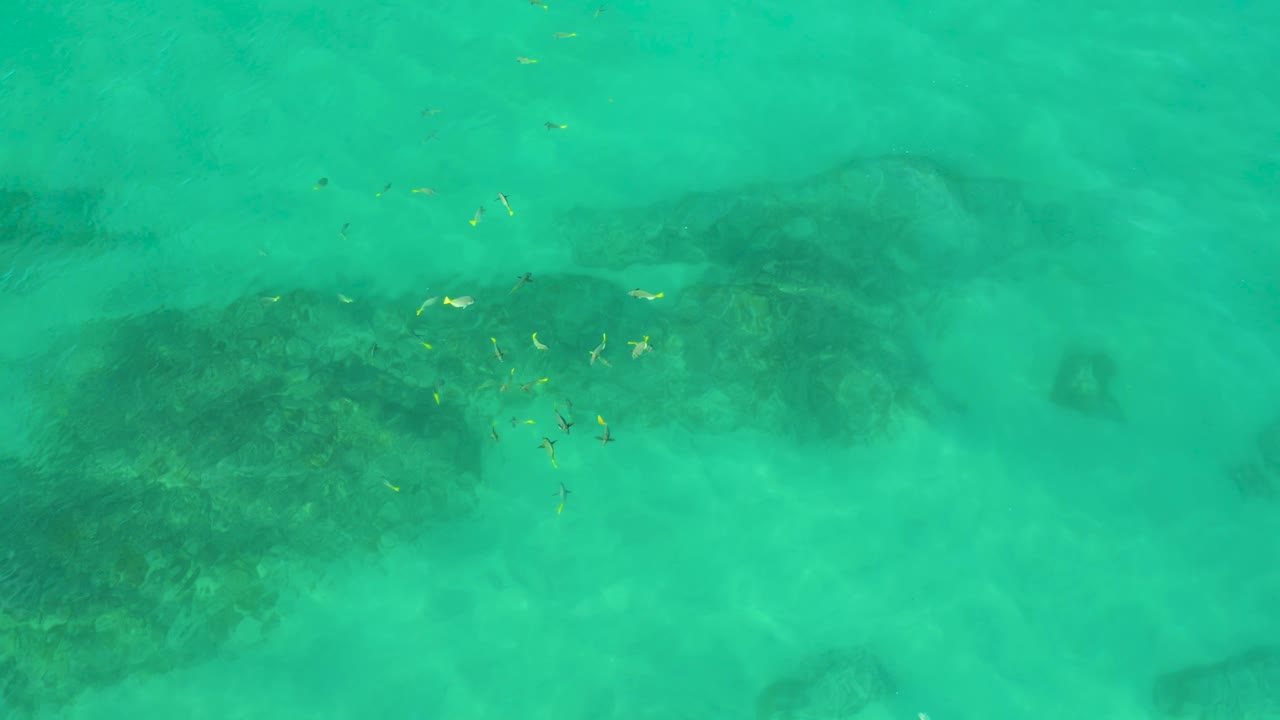 At 0:02, small yellow fish scatter through turquoise water over faint rock and sand patterns at Shipwrecks Beach, with no visible people.