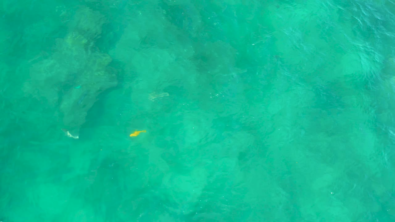 A small yellow fish appears in bright turquoise water at Shipwrecks Beach, with soft underwater texture and no visible shoreline or people.