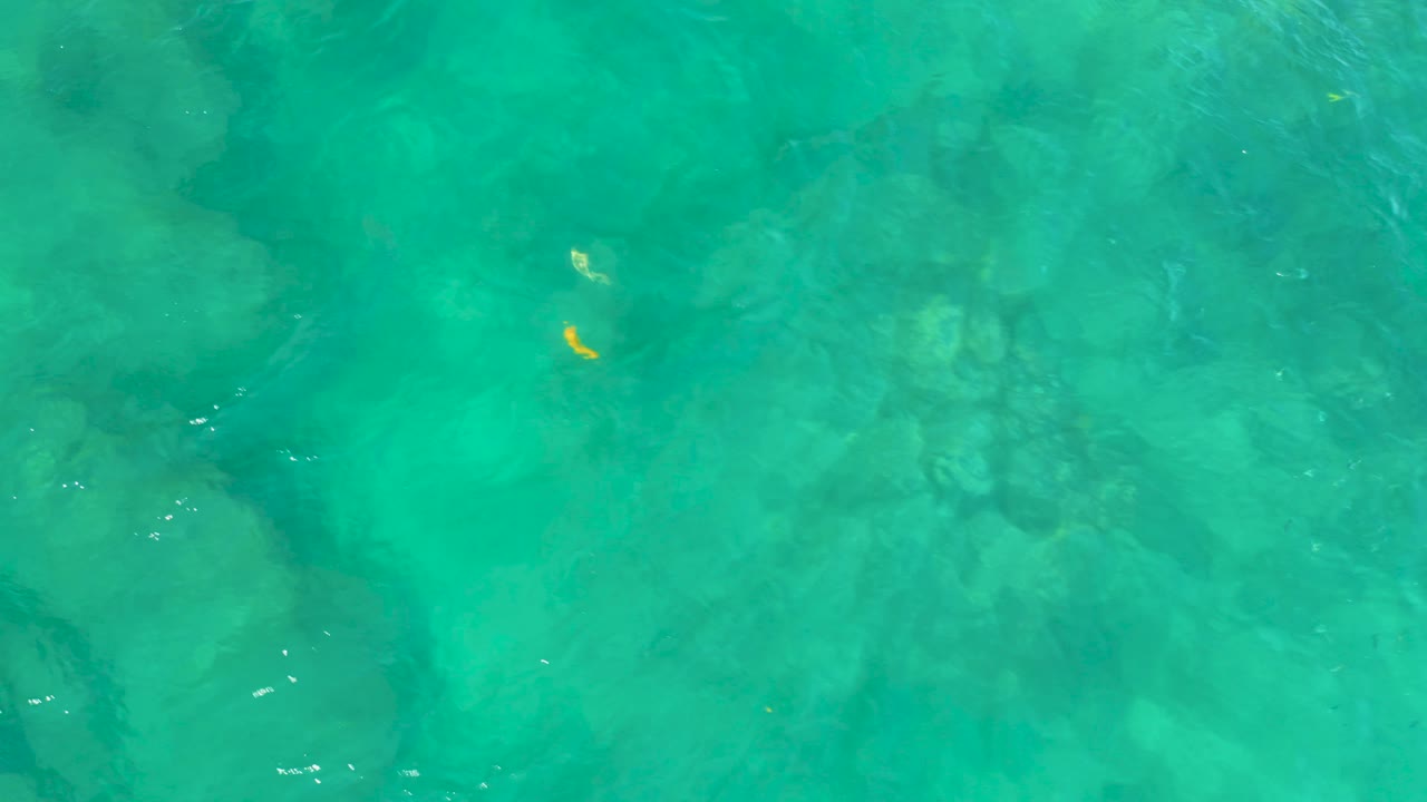 Clear green water at Shipwrecks Beach shows darker submerged rocks and a tiny yellow fish near the right side of the frame, with no shoreline, boats, or visible people.