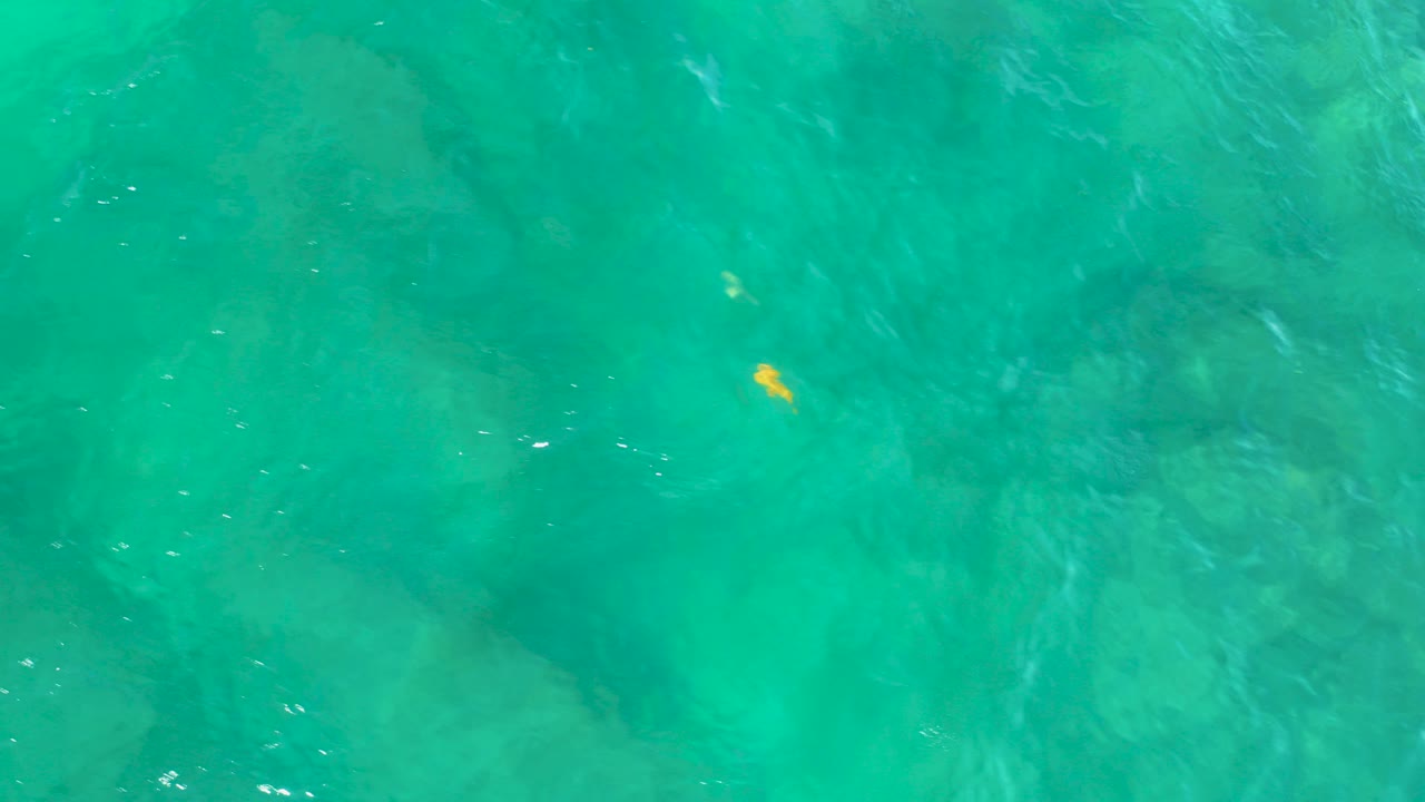 Yellow fish under rippled turquoise ocean water.