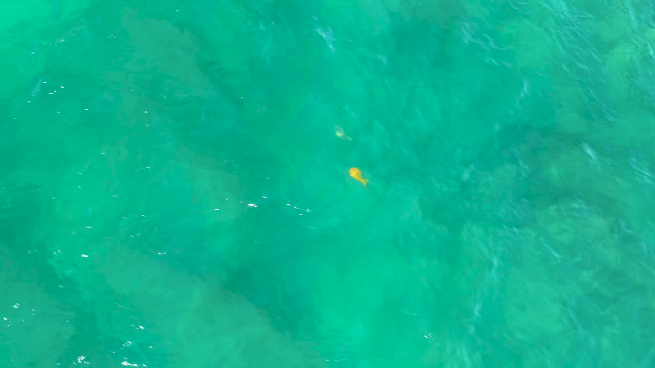 The yellow fish appears near the lower left of the frame under green-blue ocean water, with faint rock or reef texture visible below and no visible people.