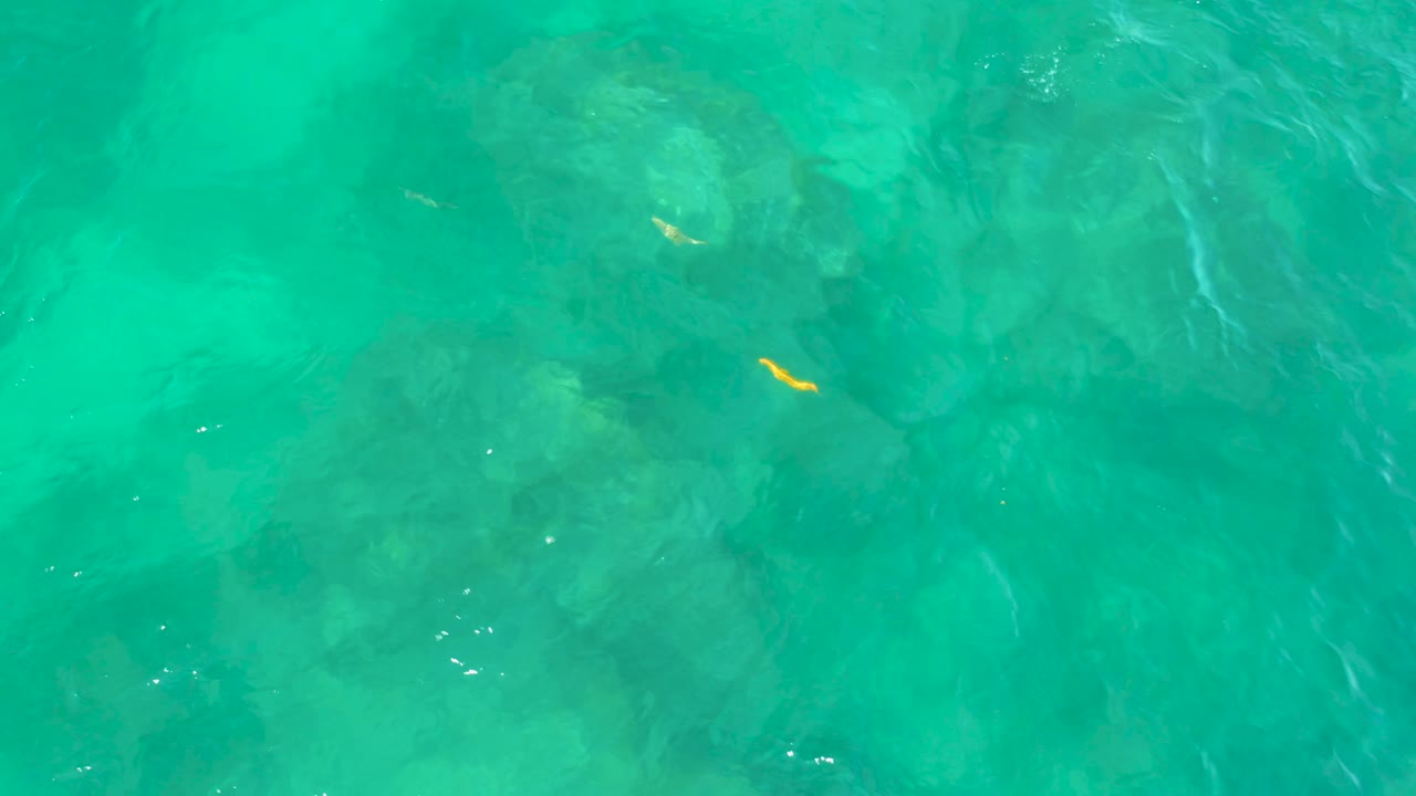 At Shipwrecks Beach in Baja California Sur, a small yellow fish sits near the upper part of the overhead frame above faint underwater rocks, with no visible people.