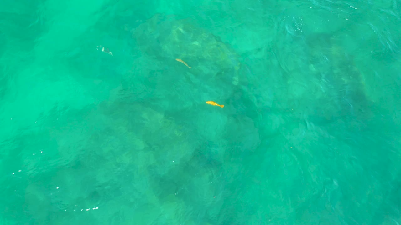 At Shipwrecks Beach in Baja California Sur, green-blue ocean water reveals darker underwater forms while a small yellow fish crosses the upper portion, with no visible people.