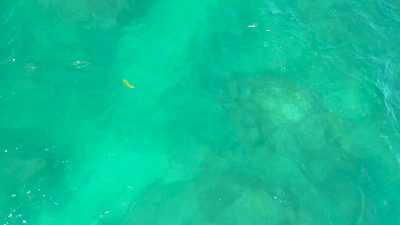 Blue-green ocean surface with a small yellow fish near the left side.