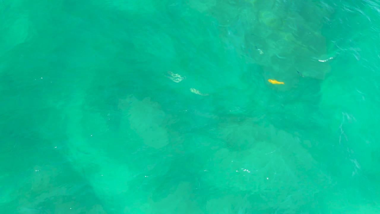At 0:01, the yellow fish sits slightly right of center in pale green-blue water at Shipwrecks Beach, Baja California Sur, with muted rock shapes visible underneath and no visible people.