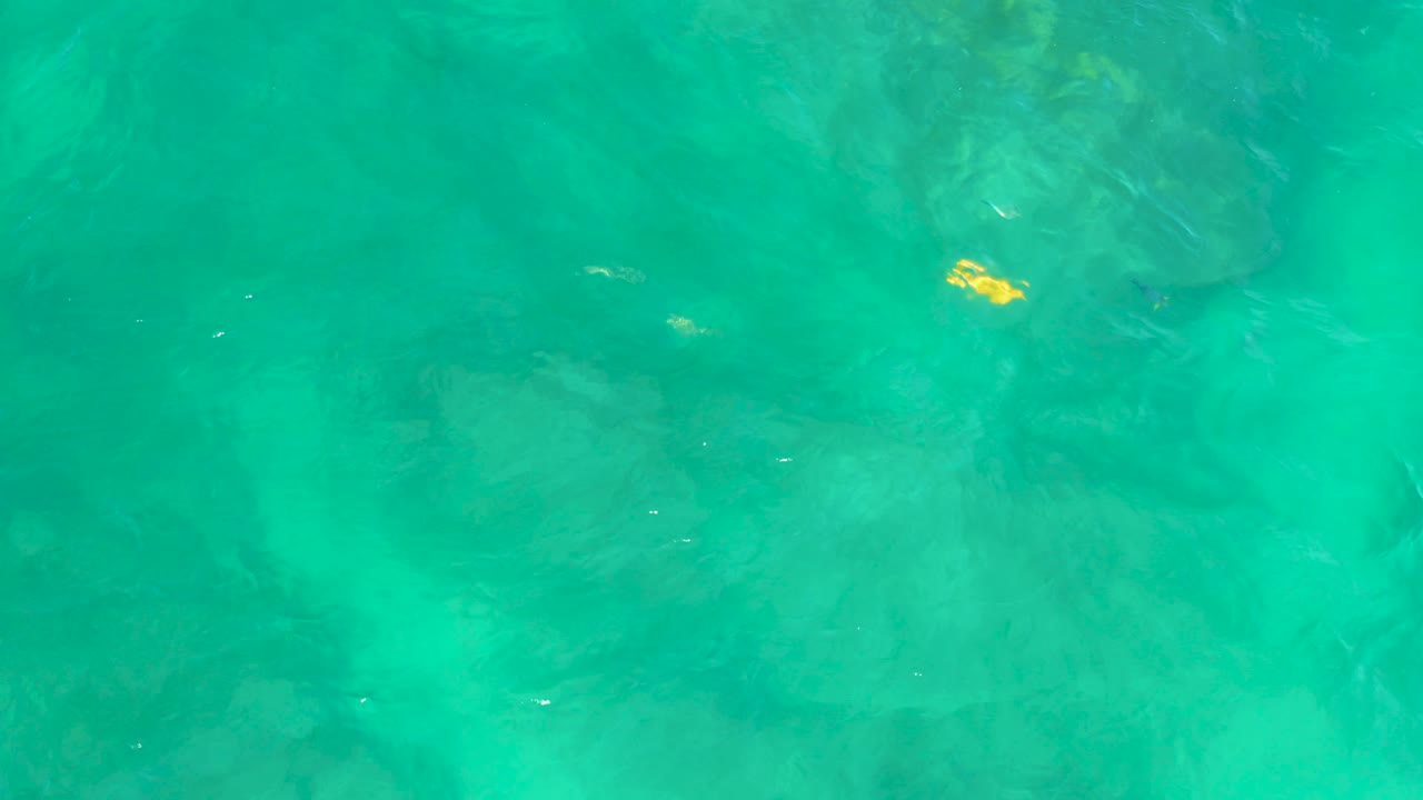 At 0:02, the yellow fish appears near the upper right of the frame in clear water at Shipwrecks Beach, Baja California Sur, beside a darker underwater rock patch and no visible people.