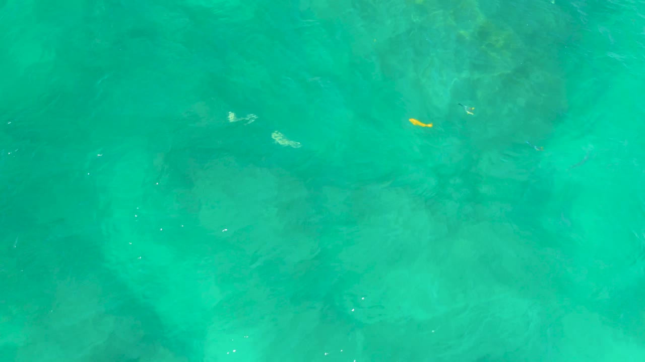 At 0:03, the yellow fish is visible left of center in turquoise shallows at Shipwrecks Beach, Baja California Sur, over faint seabed contours and no visible people.