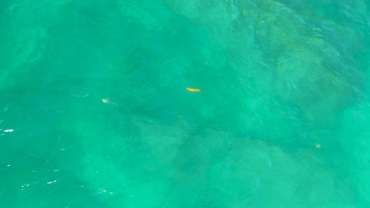 Small yellow fish near the upper center of clear turquoise-green water at Shipwrecks Beach, Baja California Sur, with faint underwater shapes and no visible people.