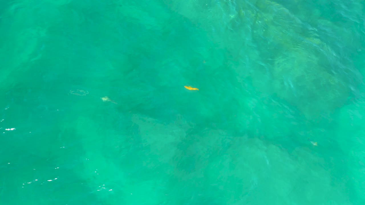 A small yellow fish sits near the top of the frame in clear green water at Shipwrecks Beach, Baja California Sur, with darker submerged texture below and no visible people.