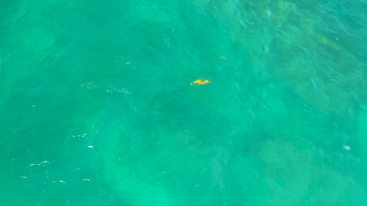 A tiny yellow fish appears near the top of clear teal-green ocean water at Shipwrecks Beach, Baja California Sur, with soft surface shimmer and no visible people.