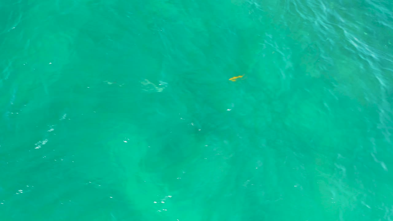A small yellow fish is visible in the left half of clear green water at Shipwrecks Beach, Baja California Sur, with brighter ripples crossing darker underwater forms and no visible people.