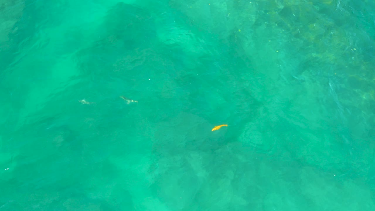 A small yellow fish appears left of center in clear turquoise water over a faint rocky seabed at Shipwrecks Beach, Baja California Sur, with no visible people.
