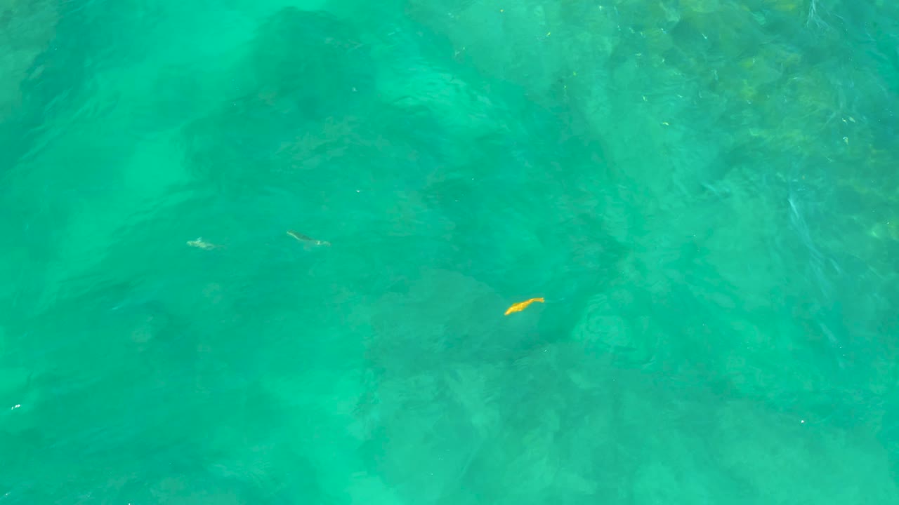 The yellow fish sits lower in the frame as transparent green-blue water reveals darker rock shapes below at Shipwrecks Beach, Baja California Sur, with no visible people.