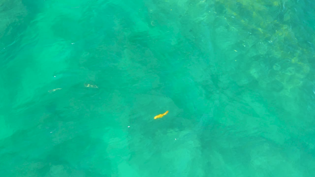 A small yellow fish appears near the right side of the overhead view, surrounded by clear turquoise water and muted submerged rock texture at Shipwrecks Beach, Baja California Sur, with no visible people.