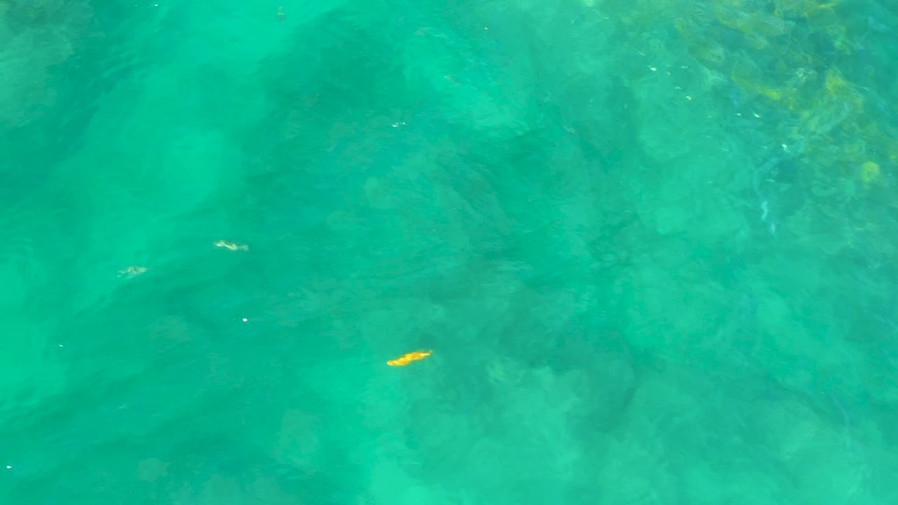Yellow fish over pale rocks in turquoise water
