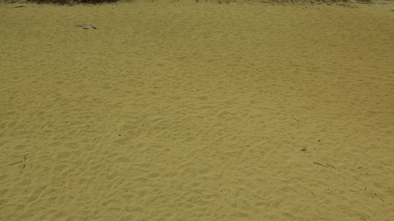 Yellow sandy terrain in San Jose del Cabo, Mexico fills the frame below a narrow band of dark green brush, with no visible people.