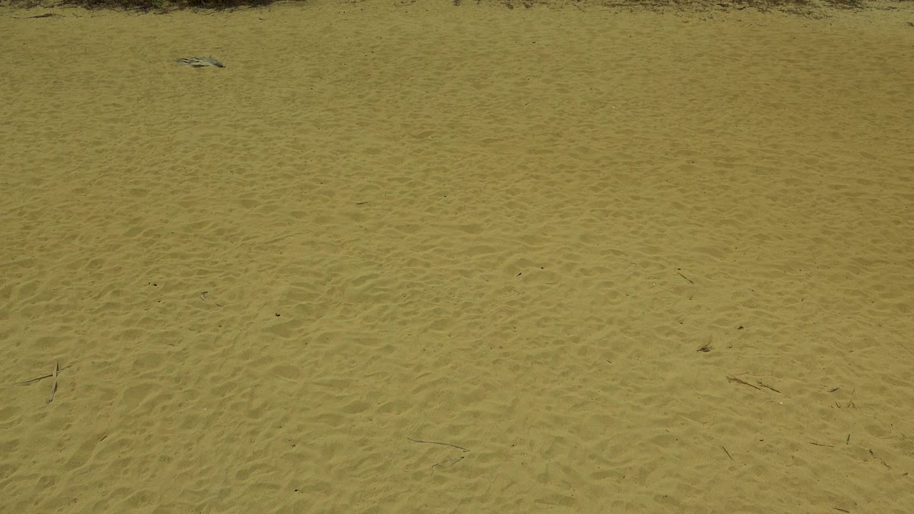 A broad yellow sand area in San Jose del Cabo, Mexico shows faint tracks and scattered debris beneath a thin green brush line, with no visible people.