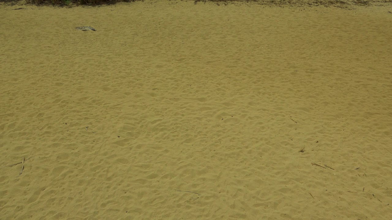 Textured yellow sand in San Jose del Cabo, Mexico stretches toward low green brush at the top of the frame, with a few twigs visible and no visible people.