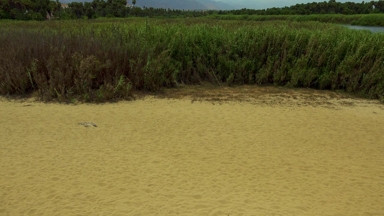 Opening view in San Jose del Cabo, Mexico, with pale sand in front, dense reeds across the middle, a narrow river behind them, distant mountains, clouded blue sky, and no visible people.
