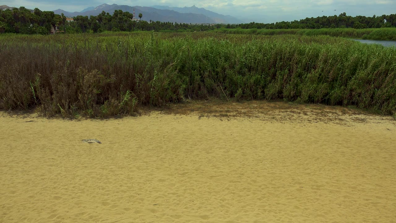 A calm San Jose del Cabo river sits partly hidden behind tall reeds, with sand in the foreground, trees and low mountains in the distance, white cloud cover, and no visible people.