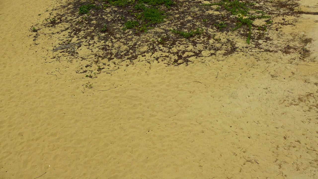 San Jose Del Cabo sand fills the frame below a band of low green bushes and scattered dark plant debris, with no visible people.