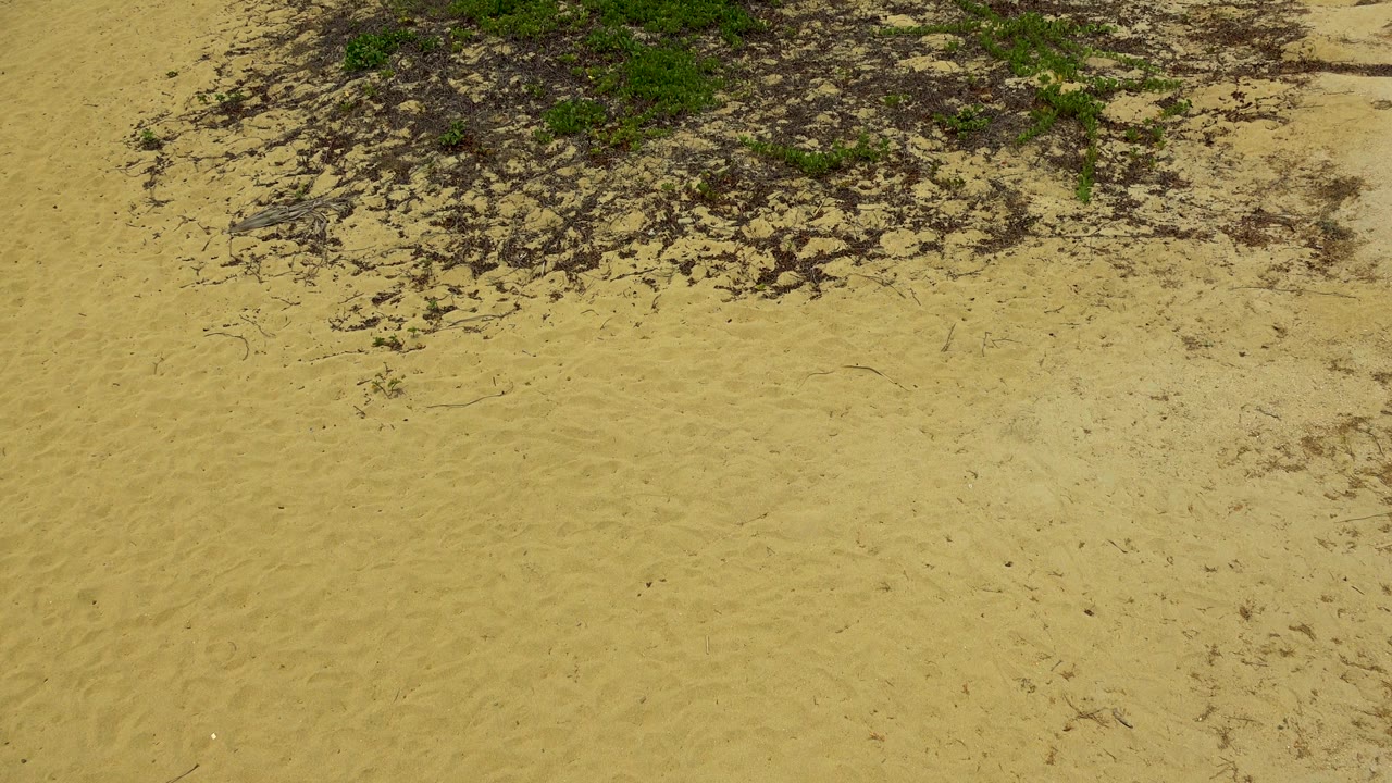 The frame holds on pale San Jose Del Cabo sand with a darker scrub-and-debris patch across the upper edge, with no visible people.