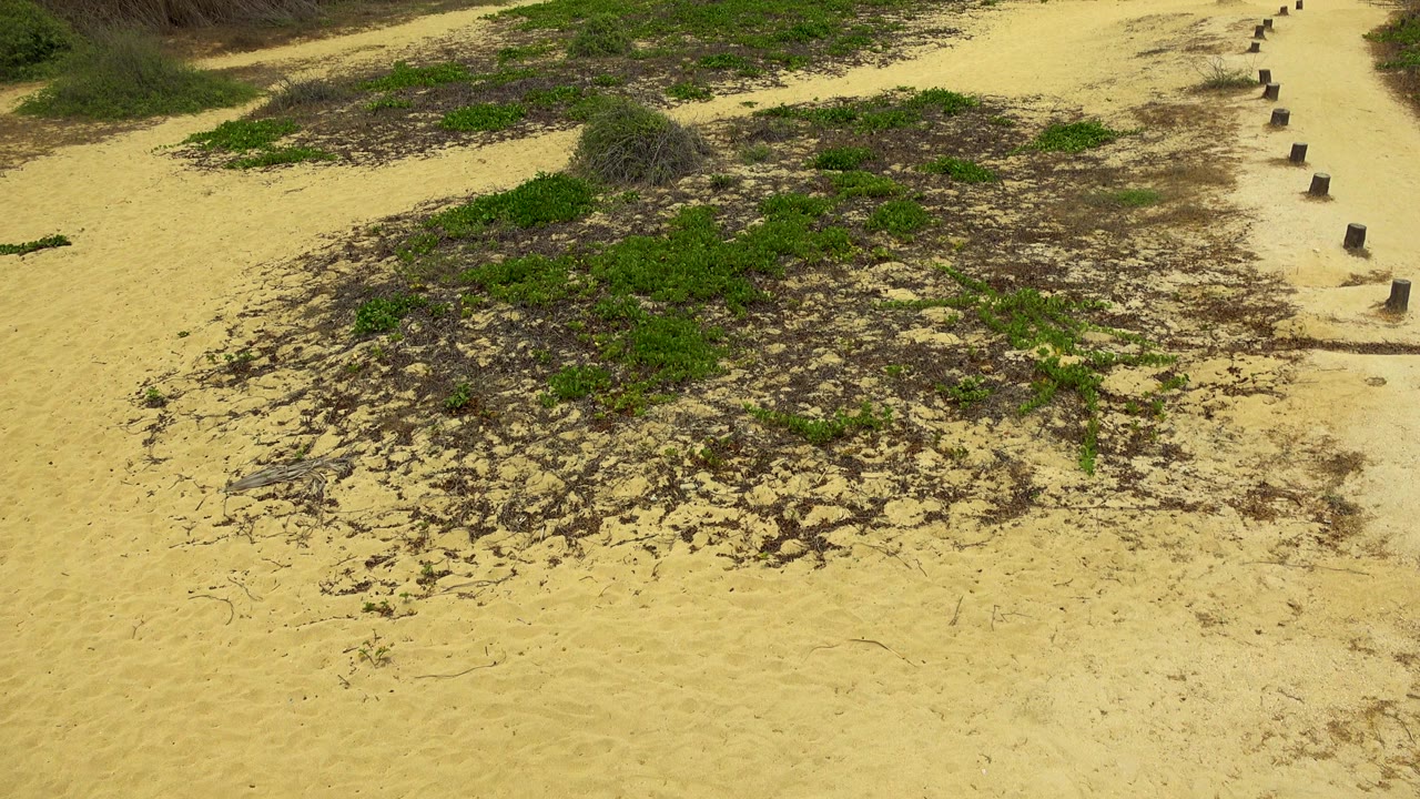 Opening frame in San Jose Del Cabo, Mexico showing pale sand, low green vegetation, dry plant debris, a narrow shore path, short wooden posts, and no visible people.