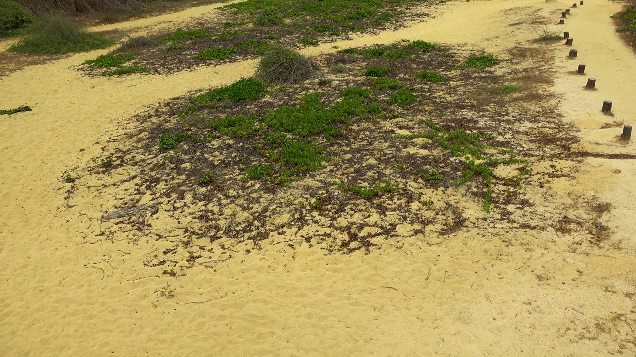 Early frame in San Jose Del Cabo, Mexico with the path cutting through pale sand, scattered green groundcover, tall reeds at the edge, wooden posts, and no visible people.