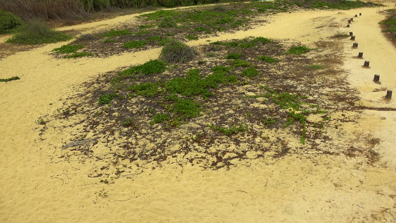 Frame in San Jose Del Cabo, Mexico showing more of the sandy crossing, low green plants in the foreground, a line of short posts to the right, reeds behind, and no visible people.